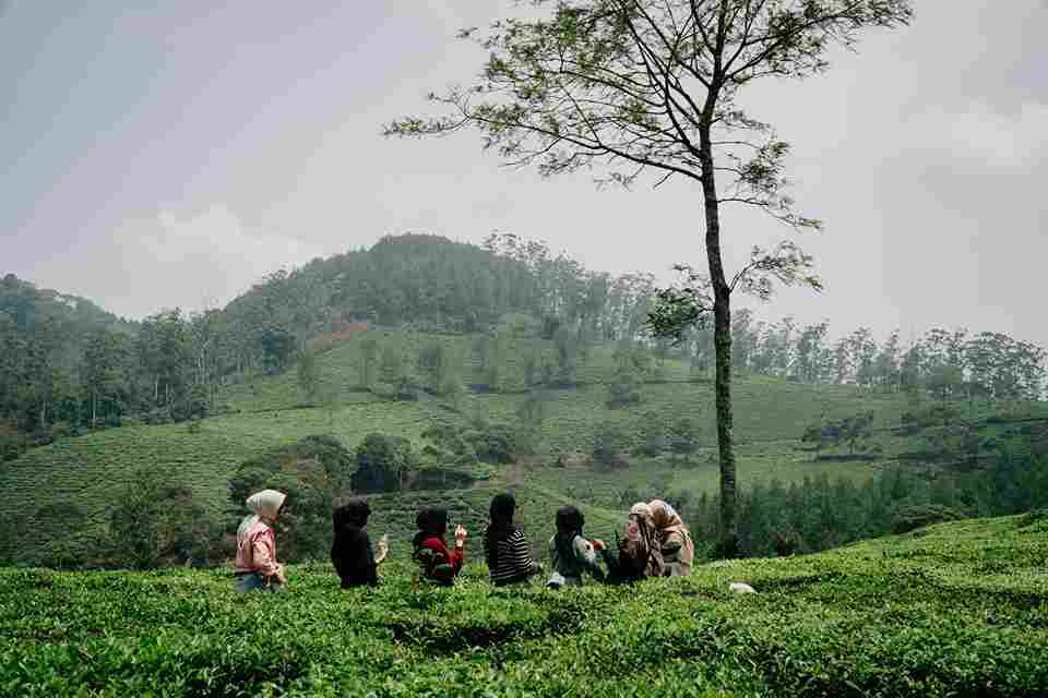 Trekking Kebun Teh Sukawana | EO Prabu Outbound