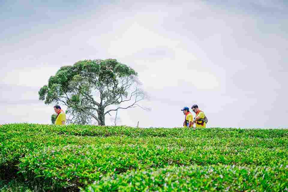 Kebun Teh Sukawana